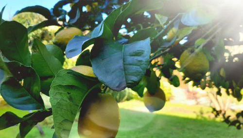 Agriturismo Podere Bedin - Foto 2, Garden, Garden view