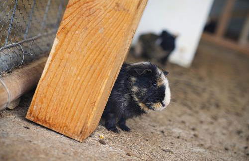 Agriturismo Quadrifoglio Relax - Foto 87