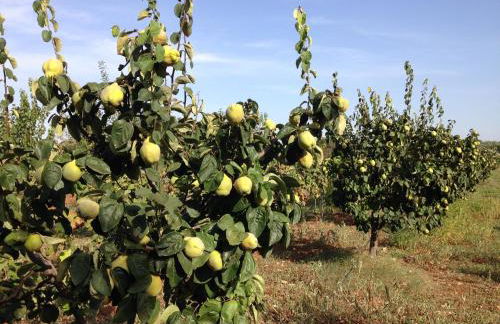 Agriturismo Mele - Foto 27