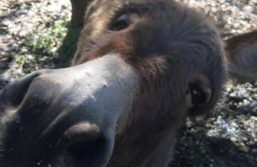 Wonky Donkey Den 30 mi to Yosemite Arch Entrance - Foto 25