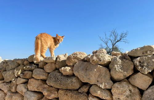 B&B Borgo Monacizzo - Foto 18