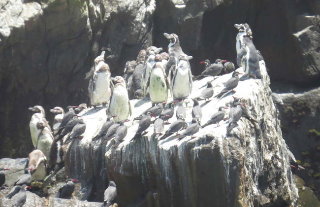 Balade en bateau aux îles Palomino - Photo 6