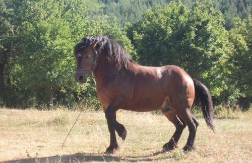 House Veljko - Foto 33