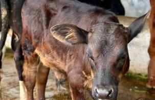 Flat Hotel Fazenda Monte Castelo Gravatá Bezerros - Foto 35