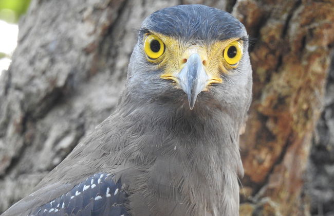 wilpattu Tree House - Foto 13