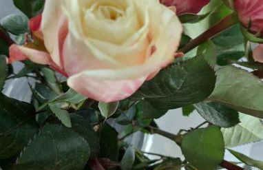 Hamburg vor der Tür - Foto 17