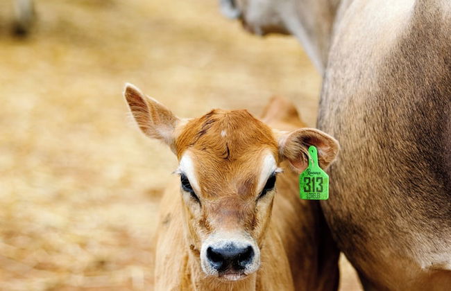 The Cabins at Reverence Farms by Sagra - Foto 9