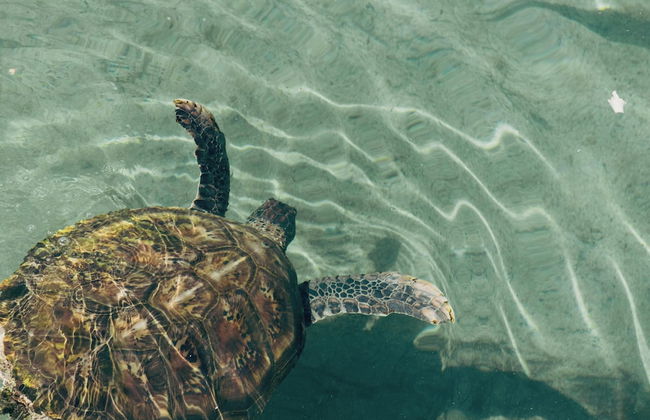 Nyaman Catamaran - Foto 30