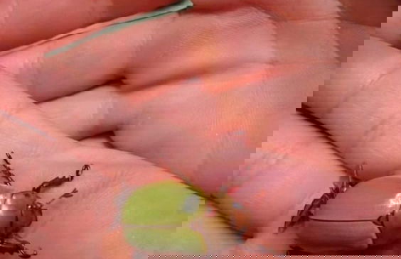 Tiny House Garden - Praia Grande - SC - Foto 41