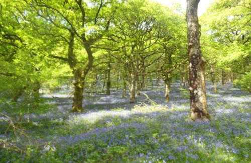 Rhandirmwyn - Cottage - Sleeps 4 - Pet Friendly - Foto 9