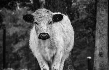 Ol’ Mel’s Farm - Foto 25