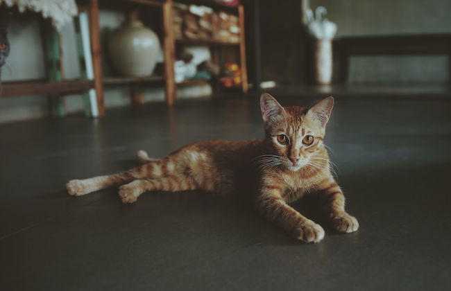 La Maison Des Delices - Foto 32