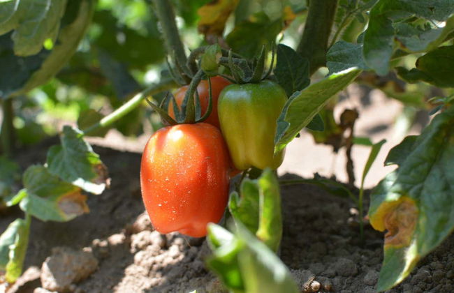 Visita a una plantación de tomates - Foto 1