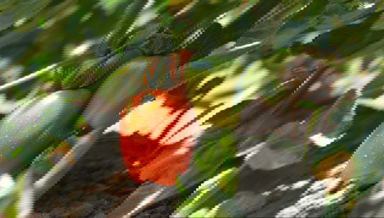 Visita a una plantación de tomates - Foto 1