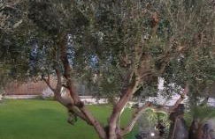 Giardino degli Ulivi Pompei - Foto 16