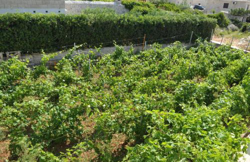 Villa Sofia - Photo 14