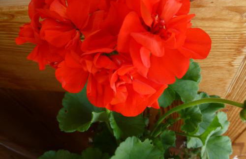 Appartements Burgerhof - Foto 62