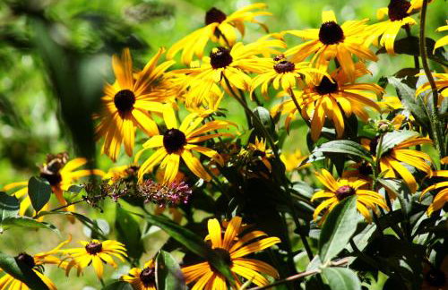 Forsthof Niendorf - Foto 2