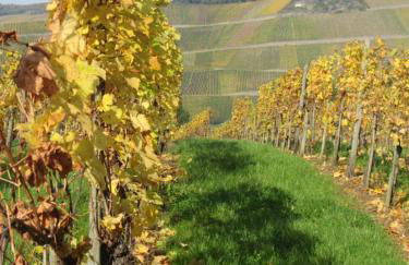 Mosel-Auszeit - Foto 27