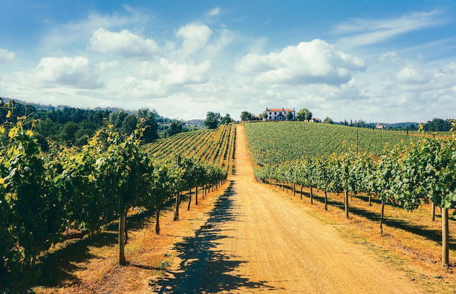 TERRA ROSA COUNTRY HOUSE & VINEYARDS - Foto 78