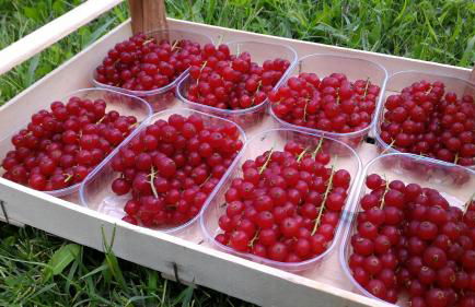 Agriturismo Tenuta Valletti. - Foto 67