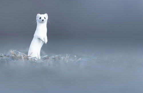 Gite du Brin d'Herbe - Foto 20
