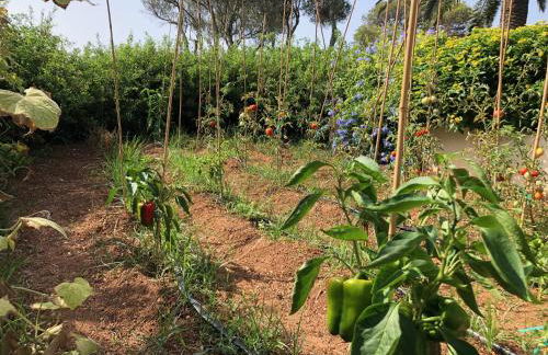 Villa Binisafua Platja - Photo 65