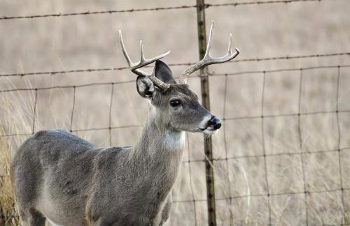 Serene Hill Country Wildlife Sanctuary with Porch - Photo 4