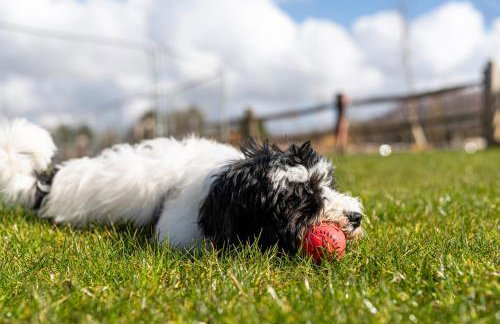 Sunday Sun BR31 Silverlake Dorset - Photo 27