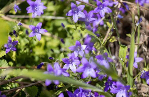 Plas Newydd with Swimming Pool, Fire Pit, and Log Fires - Photo 8