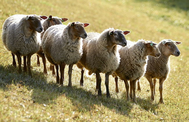 Quaint Holiday Home in Nieuwvliet-Bad near Sea Beach - Foto 32