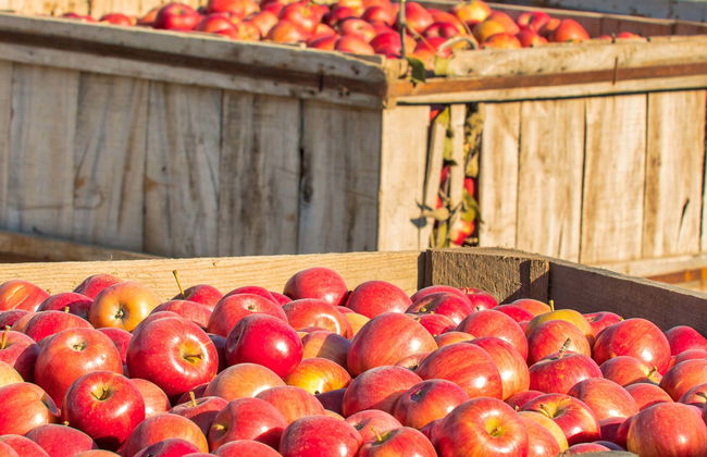 Visita al llagar Sidra JR - Photo 1