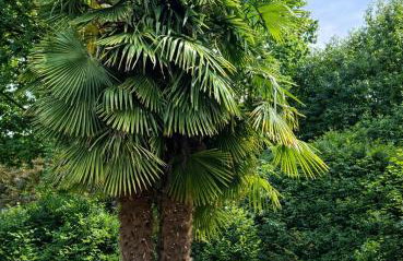 Green Palms Apartment Düsseldorf-Neuss - Foto 8