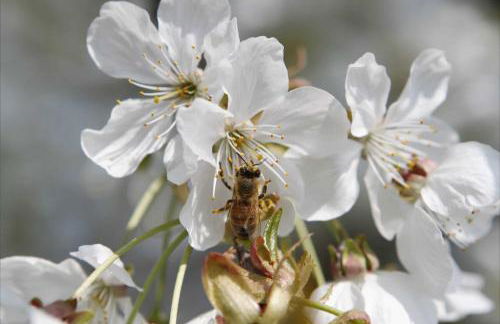 Ferienwohnung Werner - Foto 10
