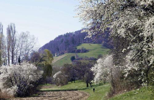 Passivhaus 750m vom Bodensee -- 2x E-bike inklusive -- Neubau 2019 am Ortsrand - Foto 19