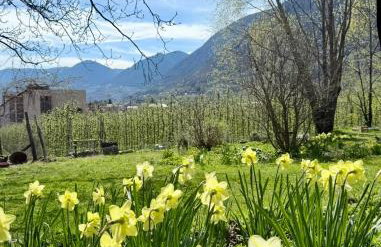 Apartment Sonne auf Bio-Hof - Foto 24