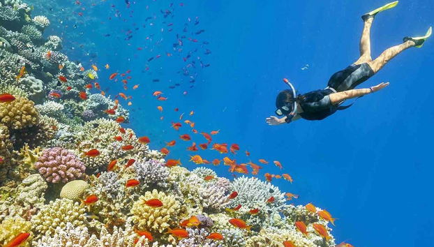 Red Sea Snorkelling Experience - Foto 3