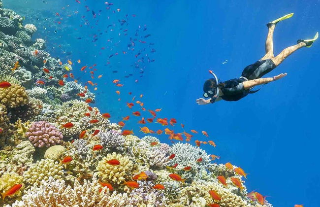 Snorkeling dans la mer Rouge - Photo 2
