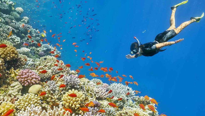 Red Sea Snorkelling Experience - Foto 3