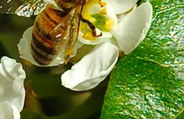 Studio Les coquelicots - Foto 16