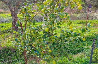 Archanes Nature Retreat Residence - Foto 16