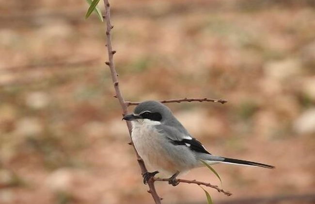 Finca El Romeral - Foto 42