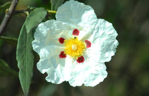 CASA DA ALDEIA II - Foto 34