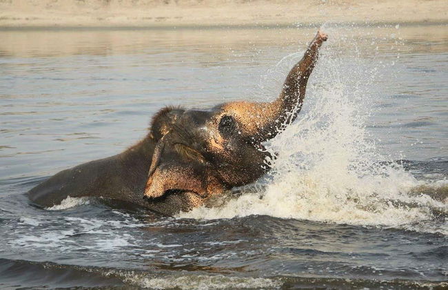 Excursión al Centro de Conservación y Cuidado de Elefantes - Foto 1