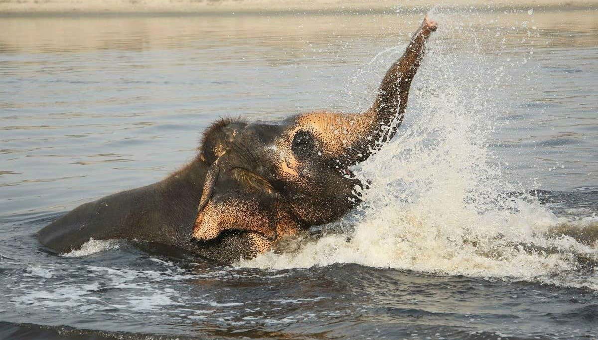 Baignade d'un éléphant