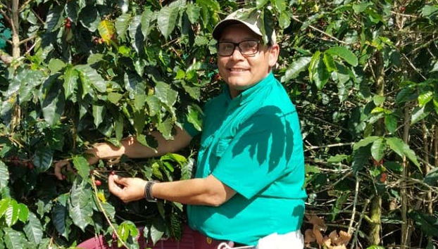 Coletando grãos de café