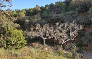 Monte Das Ferrarias - Foto 31