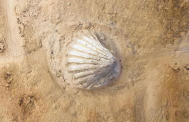 Stella Murgiana - Foto 9