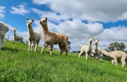 The Alpaca Farmhouse with hot tub and alpaca experience included - Foto 28