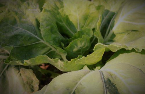 Casa da Horta - Foto 41